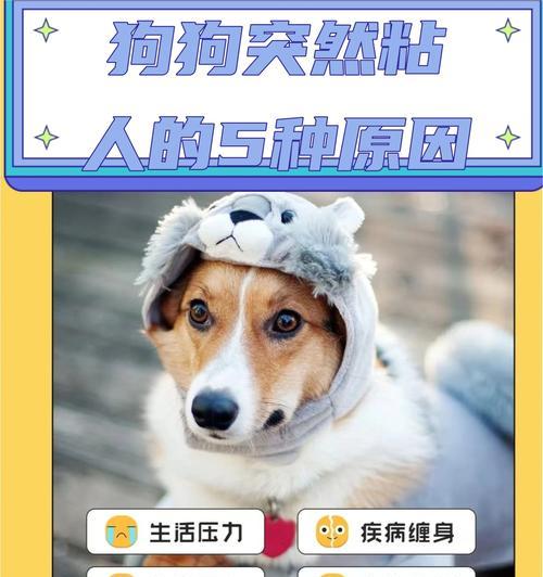 新家的狗狗要注意什么？（为了顺利适应新环境，你需要知道的15个重要注意事项！）