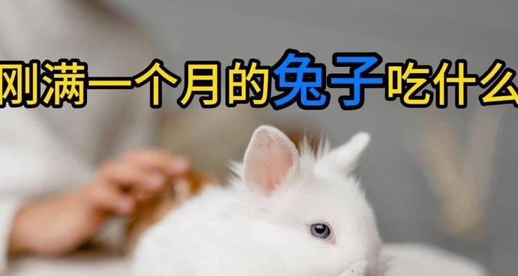兔幼儿的饮食需求及营养摄入（刚出生兔幼儿的合理喂养和养护方法）