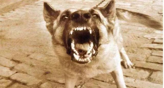 狂犬病初期症状及2个月犬的关键特征（了解狗狗是否感染狂犬病的早期迹象及应急措施）