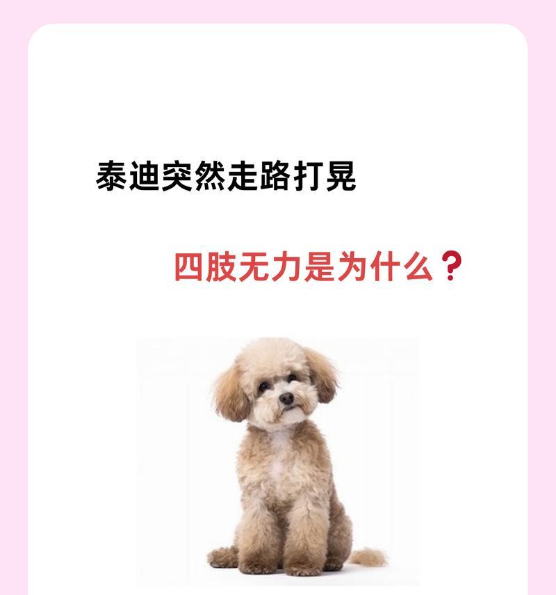 为什么想打泰迪狗？（探索人们对泰迪狗的喜爱和选择的动机）