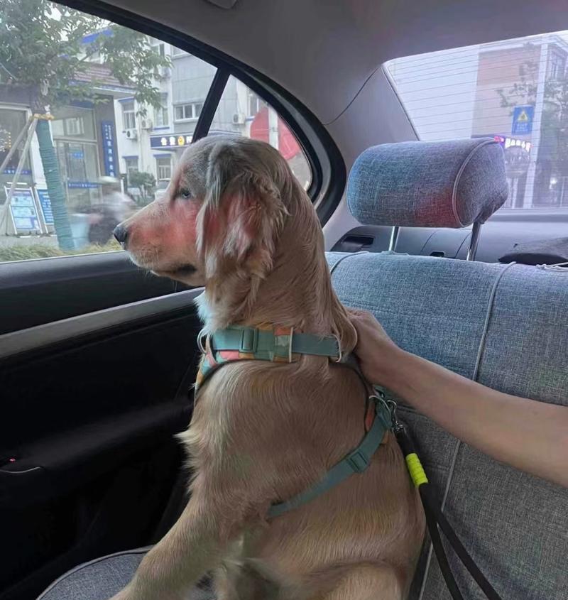 金毛耳朵易患疾病的原因及预防措施（金毛犬耳部常见疾病分析及治疗建议）