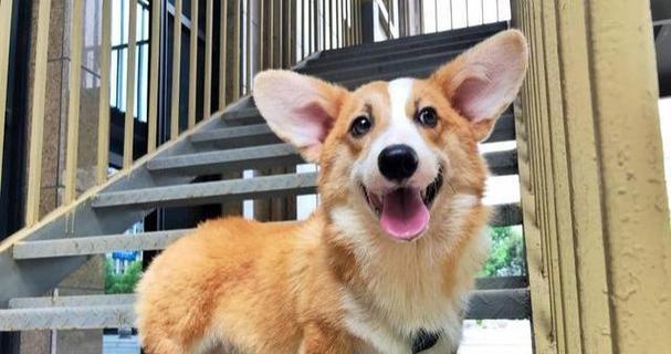 柯基犬——英国古老而受欢迎的犬种（了解柯基犬的历史、特征和魅力）