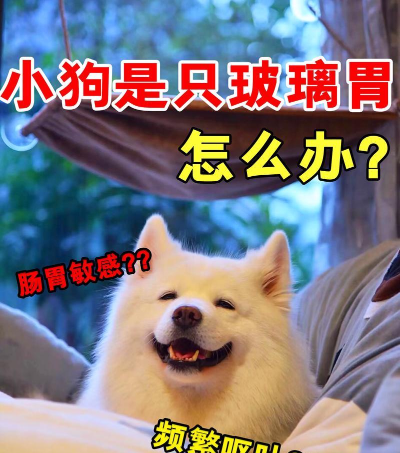 狗狗拉稀如何用药治疗（了解狗狗拉稀症状及适用药物）