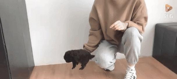 泰迪幼犬断奶后的饮食安排（合理饮食助幼犬健康成长）