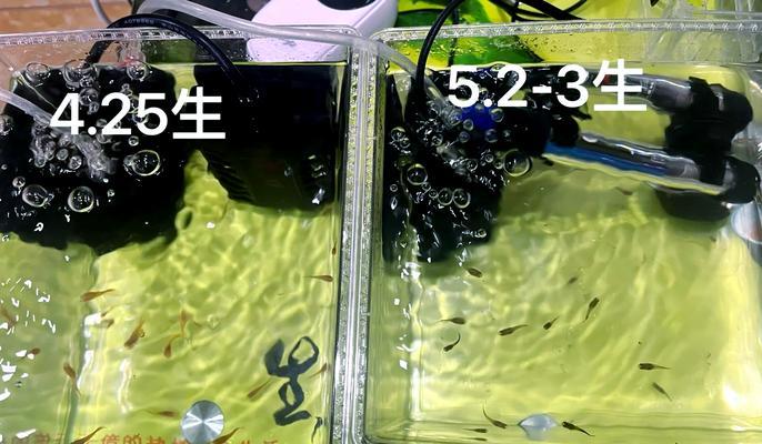 孔雀鱼的饲养之小鱼喂食指南（科学合理的小鱼喂食方法，让孔雀鱼健康成长）