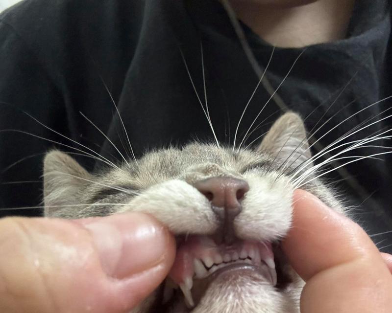 小猫换牙期间的合适食物选择（为你的小猫提供均衡的饮食是关键）