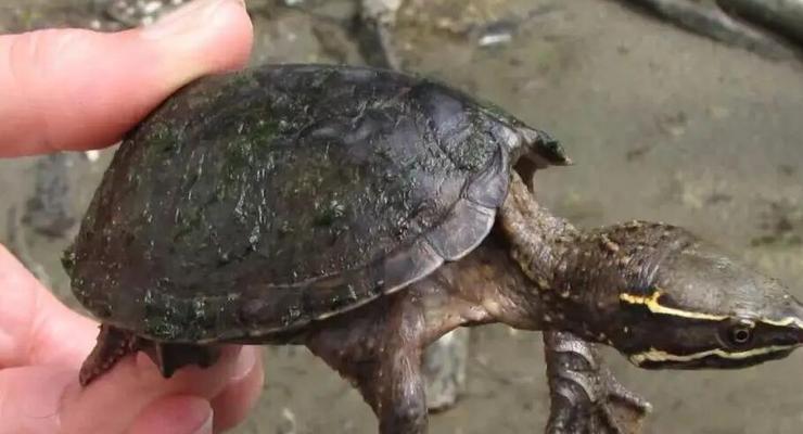 侧颈龟——优雅的水中舞者（探秘侧颈龟的生活习性与保护措施）
