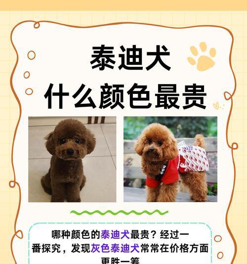 贵宾犬的纯色之谜（探寻纯色贵宾犬的魅力与遗传）