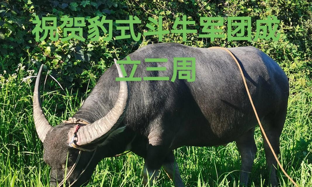 斗牛耳朵的立起时刻（探索斗牛为何会突然立起耳朵）