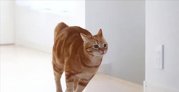 揭秘猫咪突然乱窜的原因（探索猫咪乱窜行为的根源与解决方法）