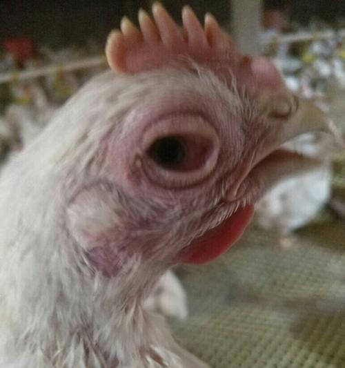 狗红眼病的治疗药水（选择合适的药水帮助狗病情缓解）