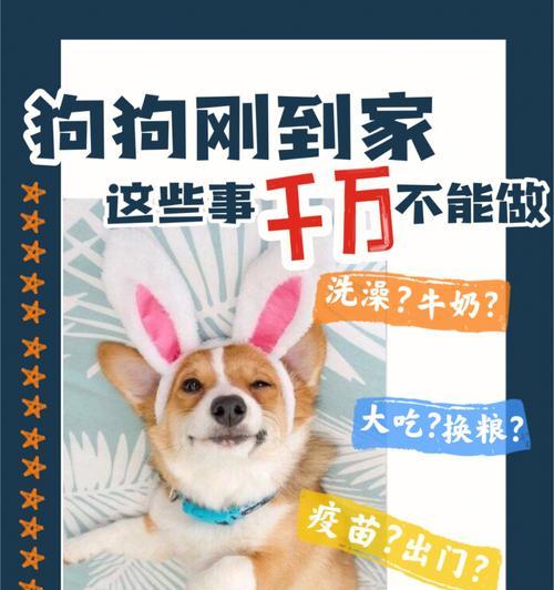 狗的不同能力与限制（探究狗类在生活中的多重用途及局限性）