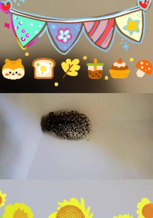 养刺猬需注意之要点（宠物刺猬的饲养要领及注意事项）