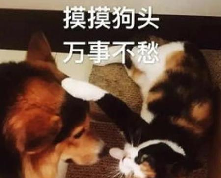 为什么狗喜欢人抚摸？（探究狗对人抚摸的心理需求与生理反应）