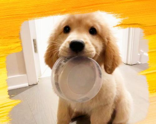 金毛犬三个月的饮食搭配与营养需求（合理搭配营养，让金毛健康快乐成长）