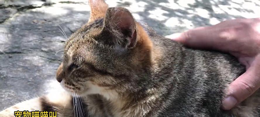 为什么猫不愿意梳毛？（探寻猫咪不喜欢梳毛的原因及解决方法）