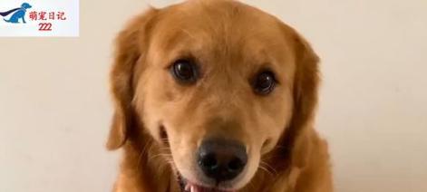 小金毛为什么不听话？（探寻金毛犬顽皮本质，培养听话好习惯）