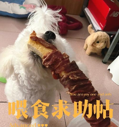 比熊什么时候吃蛋黄？（探究比熊适合吃蛋黄的最佳时间和数量）