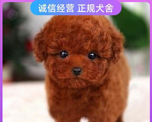 泰迪狗狗耳朵长了东西是什么？（探究泰迪狗狗耳朵异常现象，揭开耳朵长东西的真相）