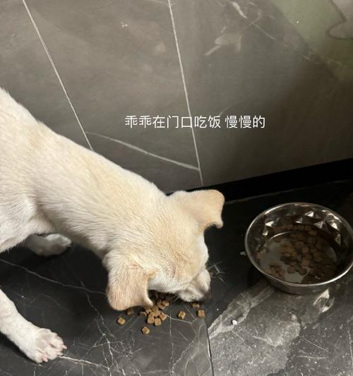 如何为刚抱回家的狗选择适合的食物（以营养均衡为关键，为你的狗提供良好的饮食）