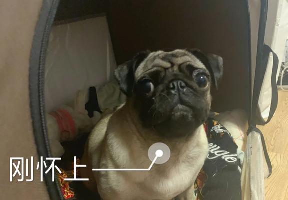 狗狗将要下崽的反应与表现（狗狗怀孕的迹象及其注意事项）