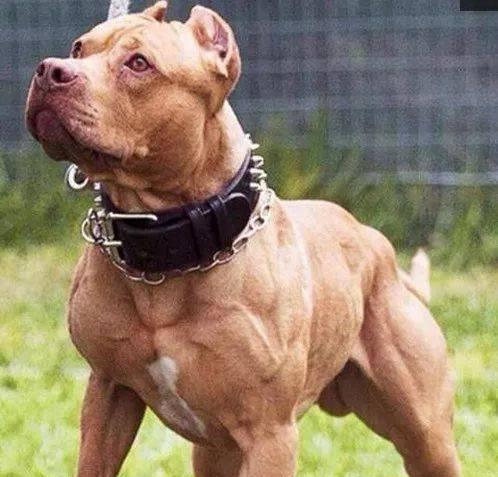 以护主犬是什么？（了解这些关键信息，让你对它有更深入的了解）