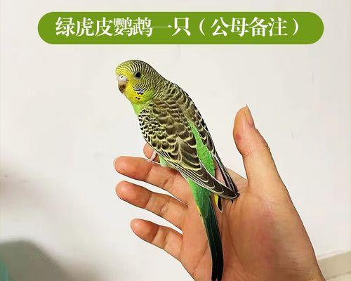 初次养鸟，选择什么鸟最好？（养鸟新手的入门指南）