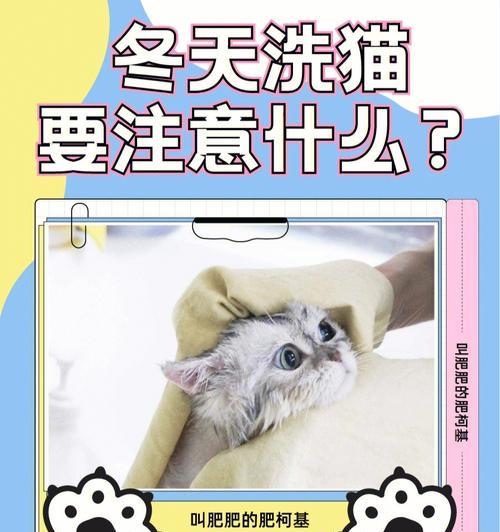 猫咪乘坐大巴的注意事项（关爱你的猫咪，让它安全旅行）