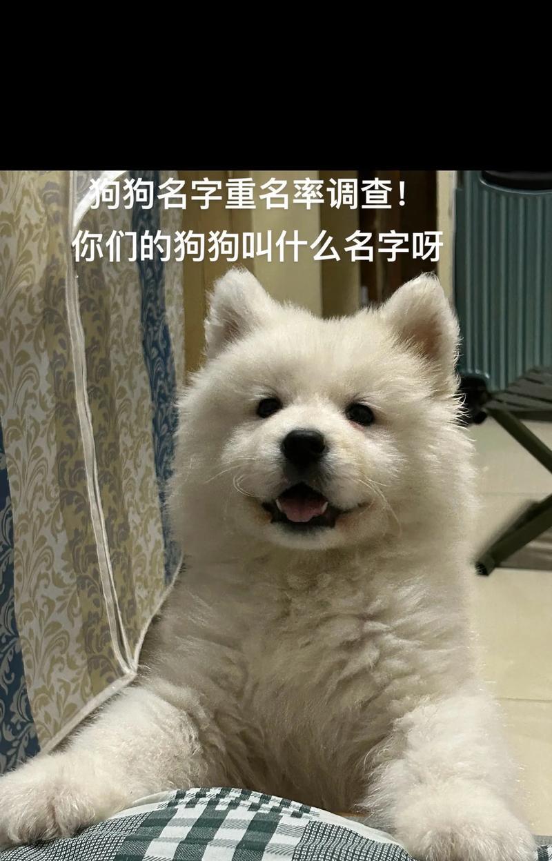 给女狗取名字的灵感和建议（女狗取名字的关键因素和注意事项）