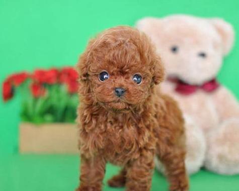 ChoosingthePerfectEnglishNameforYourDog（AComprehensiveGuidetoNamingYourBelovedCanineCompanion）