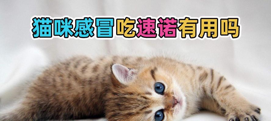 小猫感冒该喝什么？（了解猫咪感冒的症状和正确喂养方法）