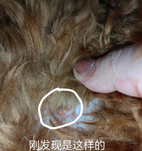 狗湿疹（探索狗湿疹的常见症状和有效治疗方法）