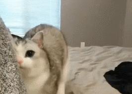 为什么猫猫喜欢蹭人？（探索猫咪蹭人的原因和动机）