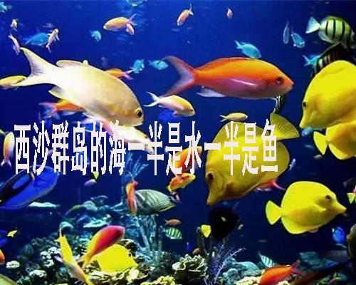 养罗汉鱼的水质要求与注意事项（罗汉鱼的生活环境与水质条件，了解一下！）