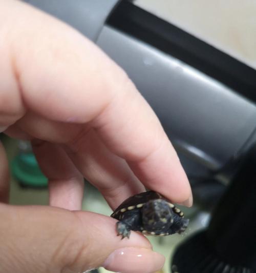 乌龟腐皮泡的意义与传统特色（探寻乌龟腐皮泡背后的文化和美食价值）