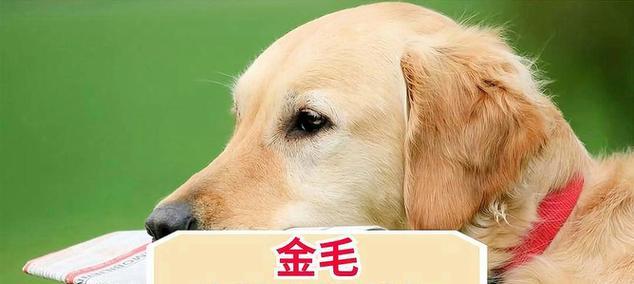 以赛级金毛的营养需求及适合的狗粮选择（探究以赛级金毛的饮食要求，为它们提供最佳的狗粮选择）