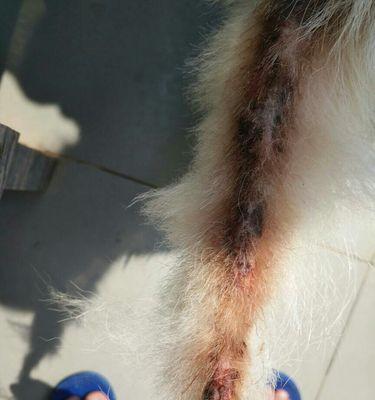 狗身上烂了的原因及预防方法（探讨狗身上烂了的主要原因以及如何有效预防）