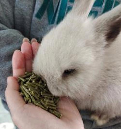 营养与健康（以胡萝卜为例，了解兔子的主要食品偏好）
