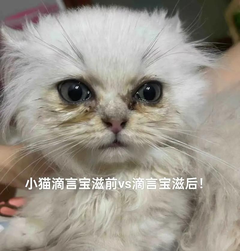 用食物改善泪痕问题（发现食物中的秘密武器，告别泪痕烦恼）