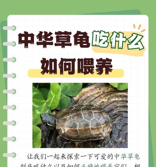 小乌龟的饮食偏好（乌龟喜欢吃什么食物？揭秘小乌龟的饮食偏好及如何合理搭配食物）
