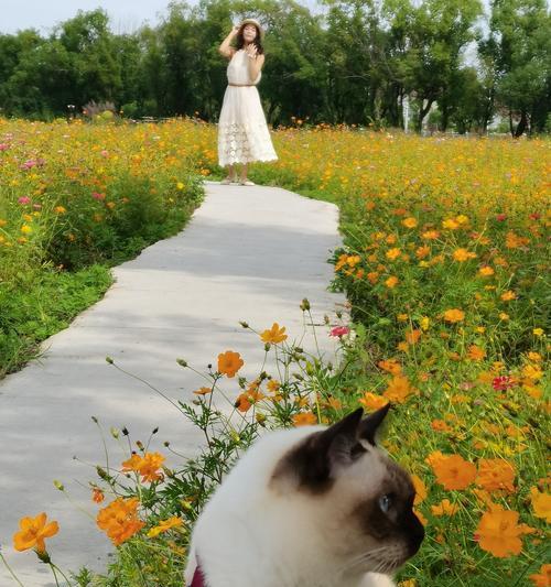 猫咪为什么不爱叫？（揭秘猫咪为什么沉默寡言的原因）
