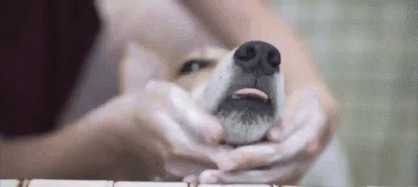 狗狗晚上发烧的原因及应对方法（了解狗狗晚上发烧的原因，做好预防和处理）