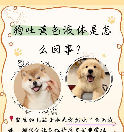 狗着凉呕吐的治疗方法及药物推荐（狗着凉呕吐的原因和应对措施）