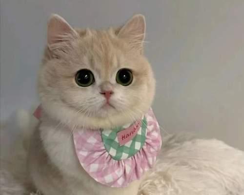 如何选择适合猫咪的猫窝？（关键因素及最佳选择）