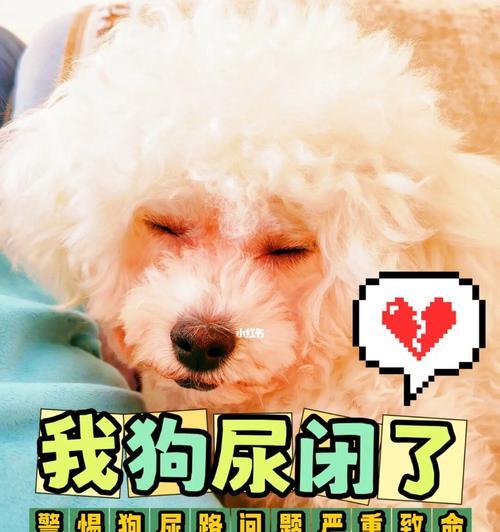 狗狗尿出血的原因及处理方法（了解为什么狗狗会尿出血以及如何处理）
