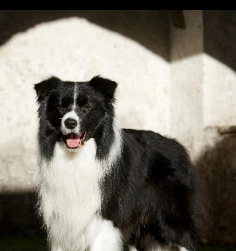 以德国牧羊犬取什么名字好（为你的忠诚伙伴寻找一个独特的名字吧！）