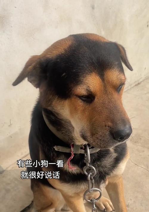 小土狗幼犬的饮食问题（科学合理的饮食是幼犬健康成长的基础）