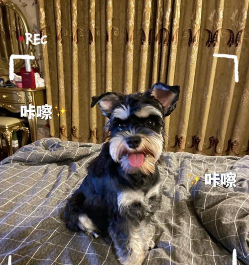 四个月雪纳瑞可以吃了什么？（了解你的小狗成长所需的适宜食物）