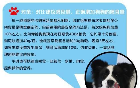 金毛犬为什么不吃狗粮？（探究金毛犬对狗粮不感兴趣的原因）