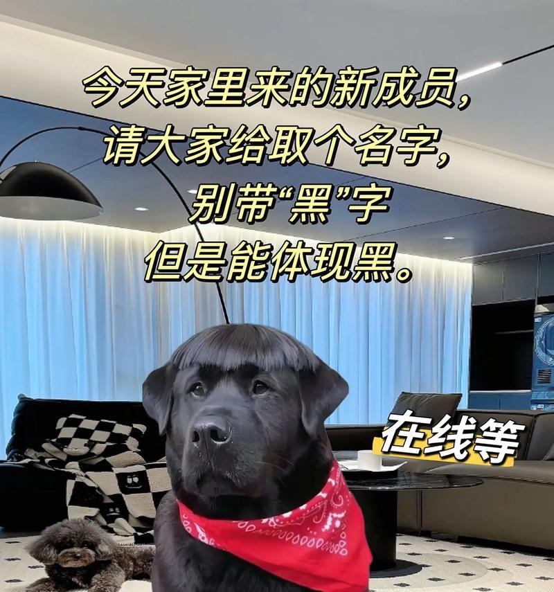 如何为你的狗狗取一个合适的名字（一份关于狗狗命名的指南）